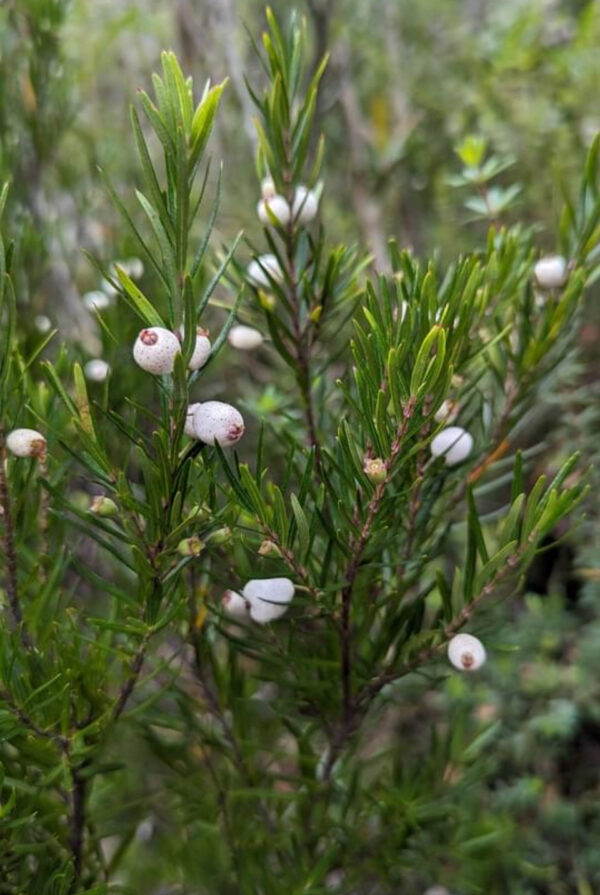 Tall Midyim Berry - Austromyrtus tenuifolia