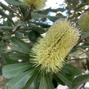 Banksia integrifolia - Coast Banksia