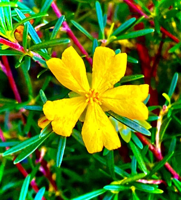 Hibbertia linearis