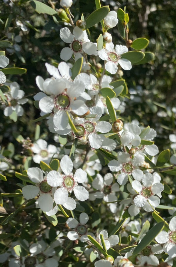 Leptospermum laevigatum - Coastal Tea Tree