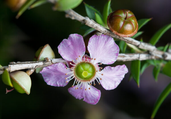 Leptospermum squarrosum - Peach Blossom Tea Tree