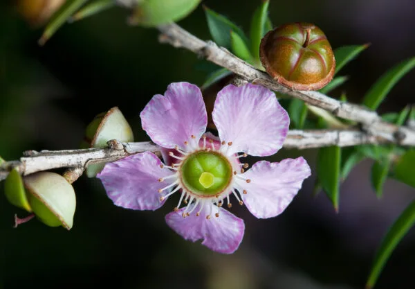 Leptospermum squarrosum - Peach Blossom Tea Tree