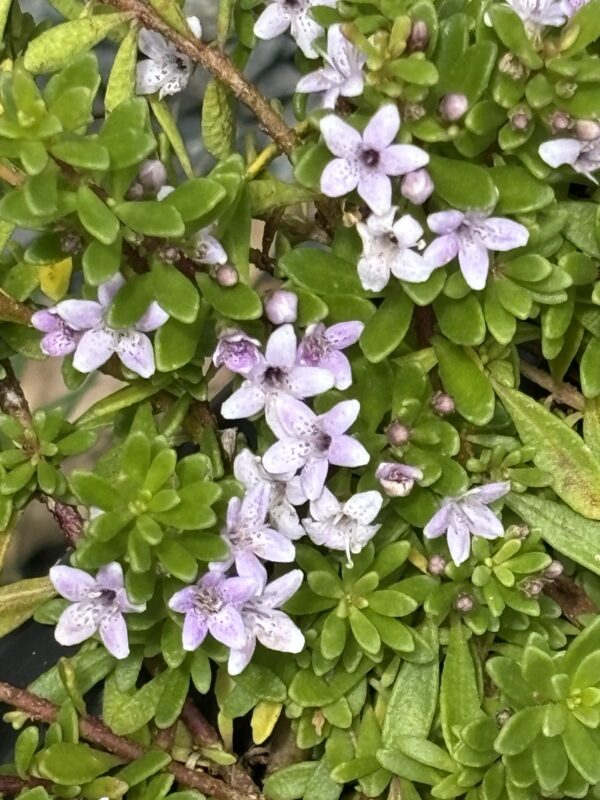 Myoporum parviflorum - Creeping Boobialla 'Pink Form'