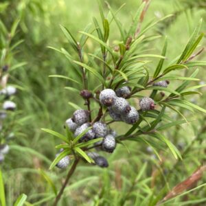 Austromyrtus tenuifolia - Midgin Berry