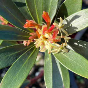 Tasmannia lanceolata - Mountain Pepper (Female)