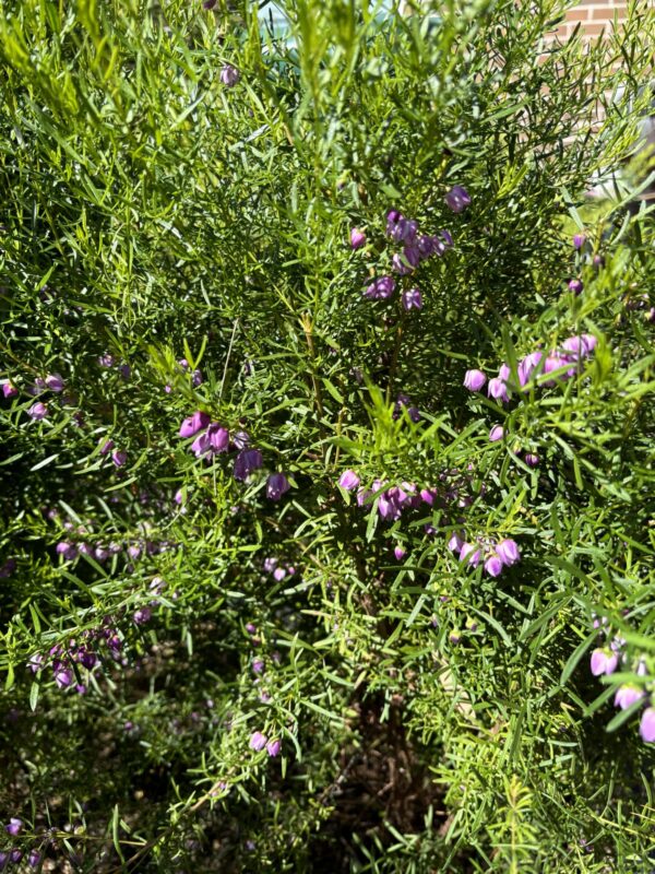 Boronia Blue Waves