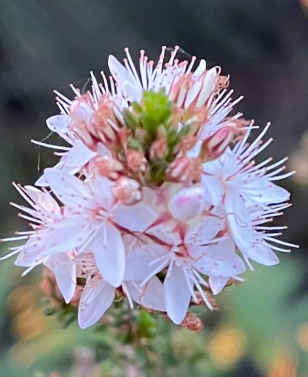 Calytrix tetragona - Common Fringe-Myrtle