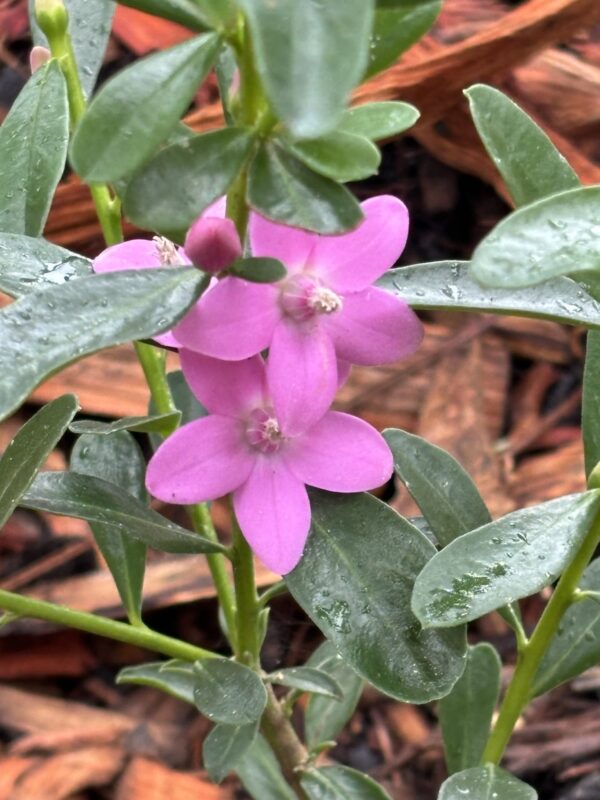 Crowea hybrid - 'Poorinda Ecstasy' Wax Flower