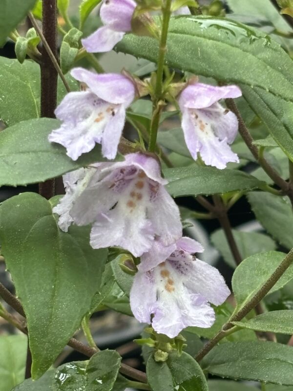 Donny Brook Mint Bush