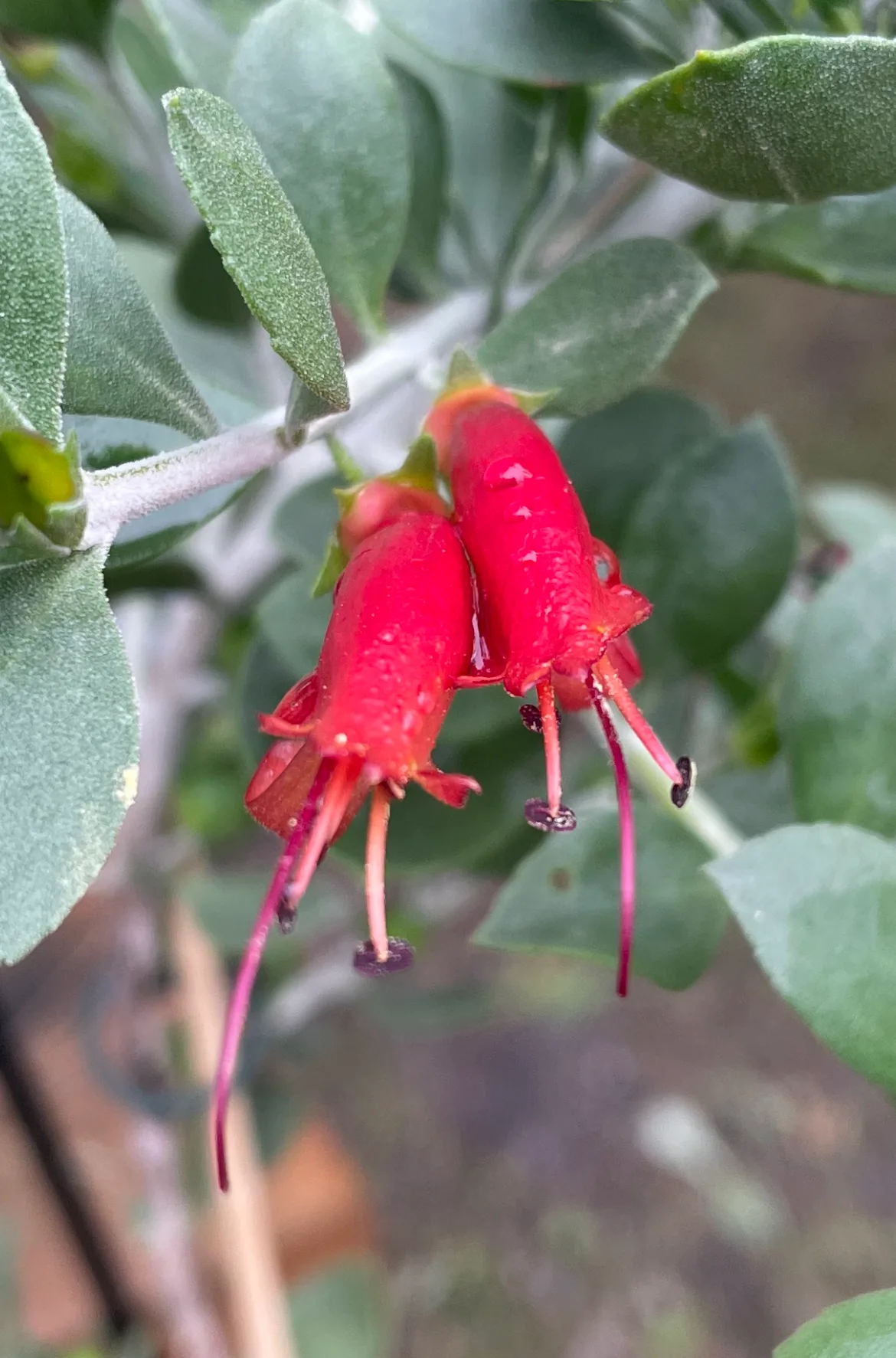 Eremophila Glabra - Streaky Bay