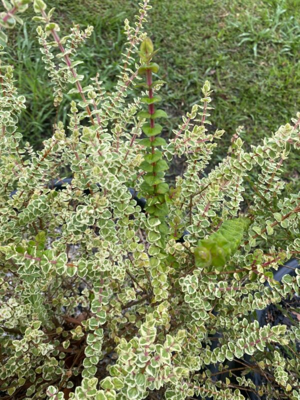 Hypocalymma cordifolium - 'Golden Veil'