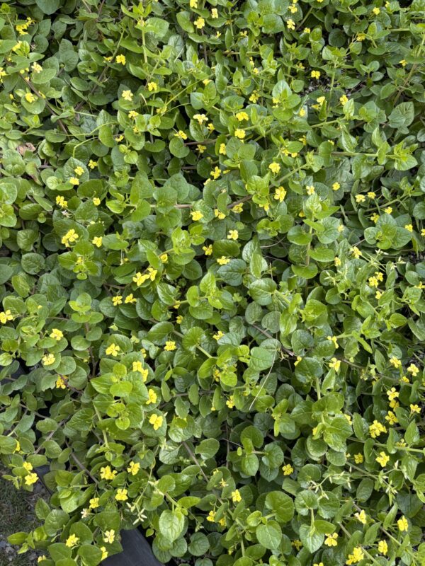 Goodenia ovata "Prostrate"