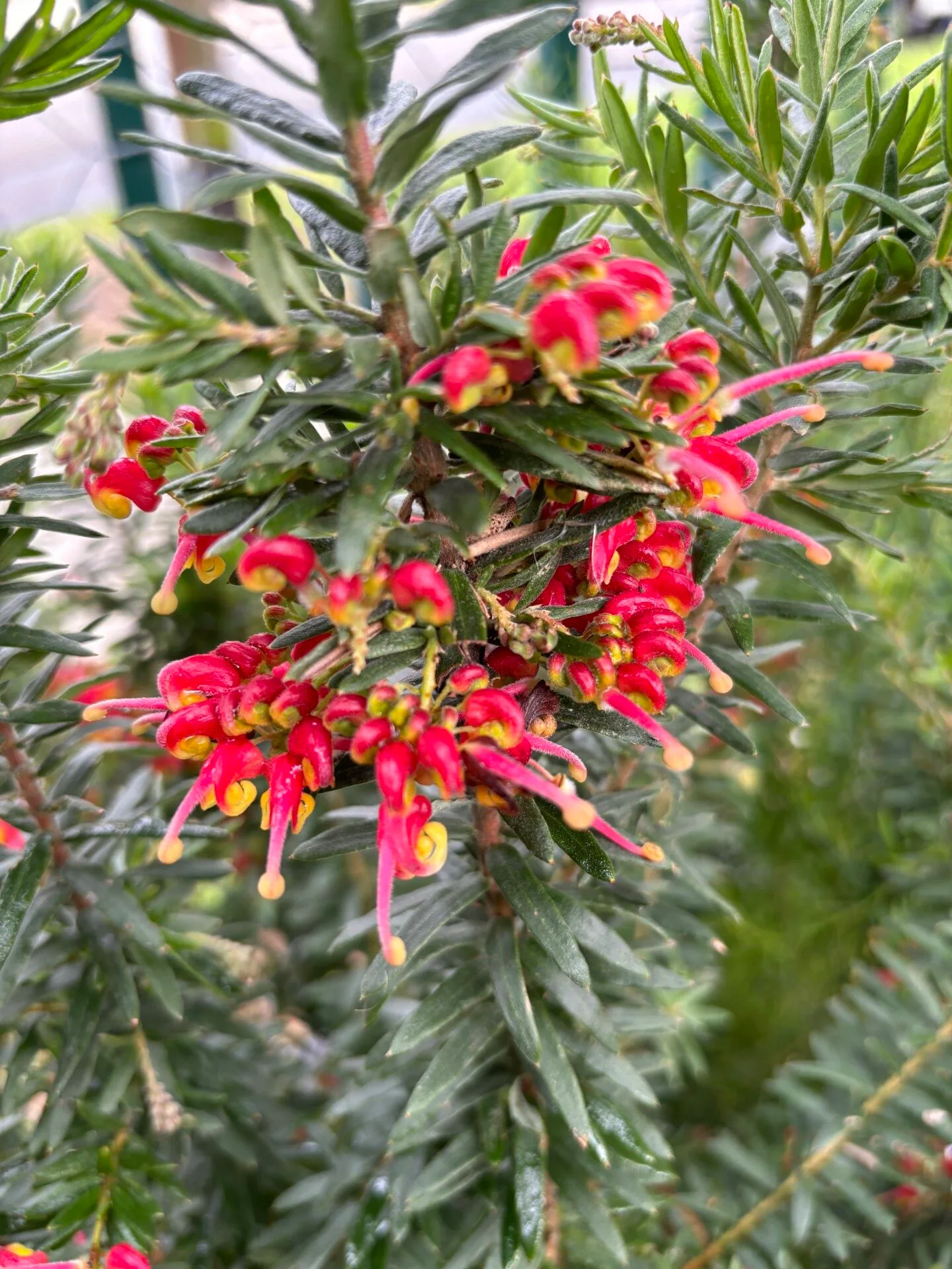 Grevillea - Fireworks