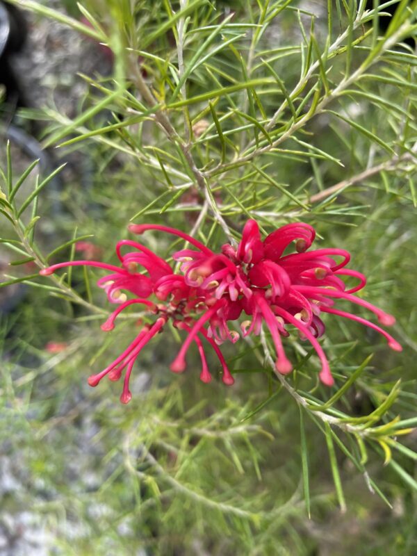 Grevillea rosmarinifolia - 'Scarlett Sprite'