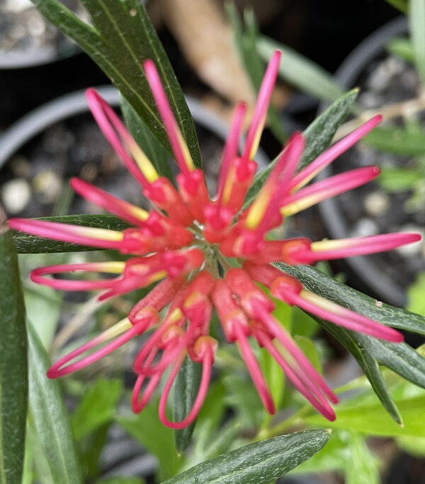 Grevillea olivacea - "Two Tone"