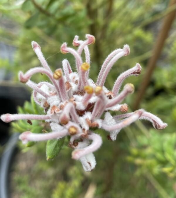 Grevillea buxifolia - Grey Spider Grevillea