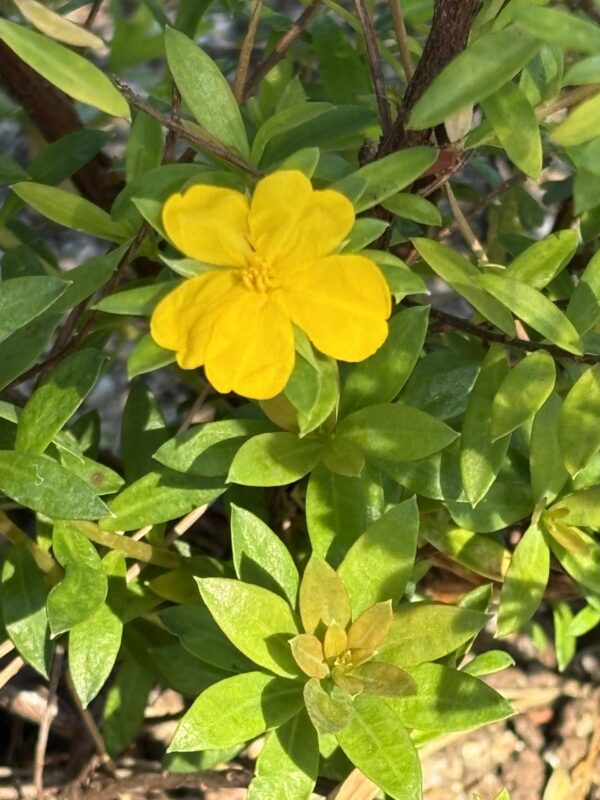 Hibbertia nitida