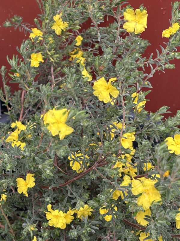 Hibbertia sericea - Silky Guinea-Flower