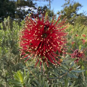 Kunzea baxteri - Mandy's Surprise