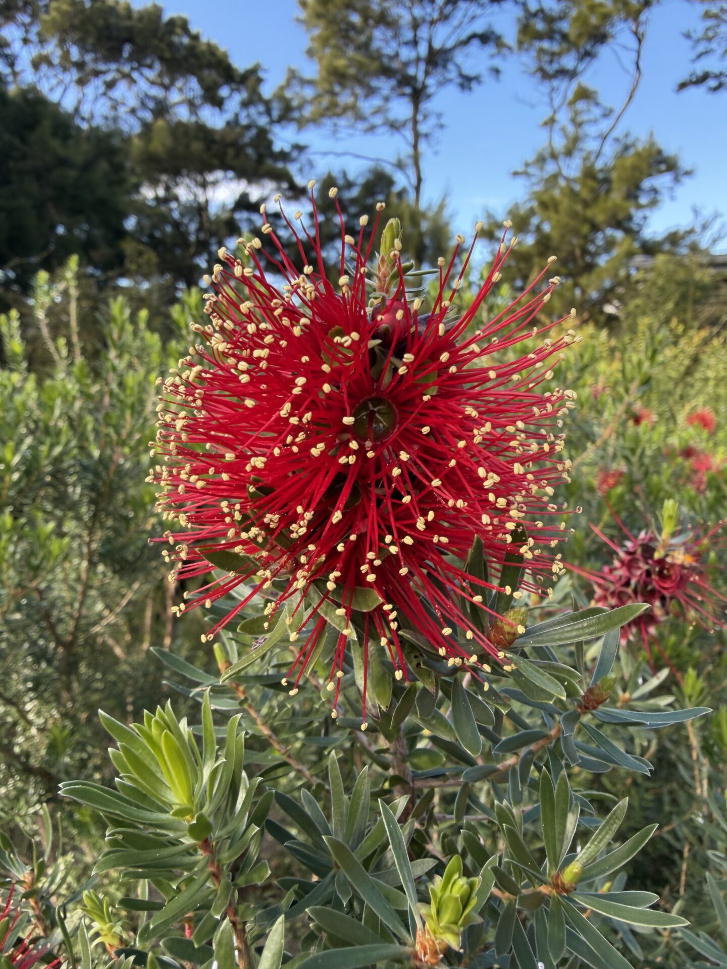 Kunzea baxteri - Mandy's Surprise