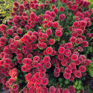 Kunzea baxteri - Mandy's Surprise