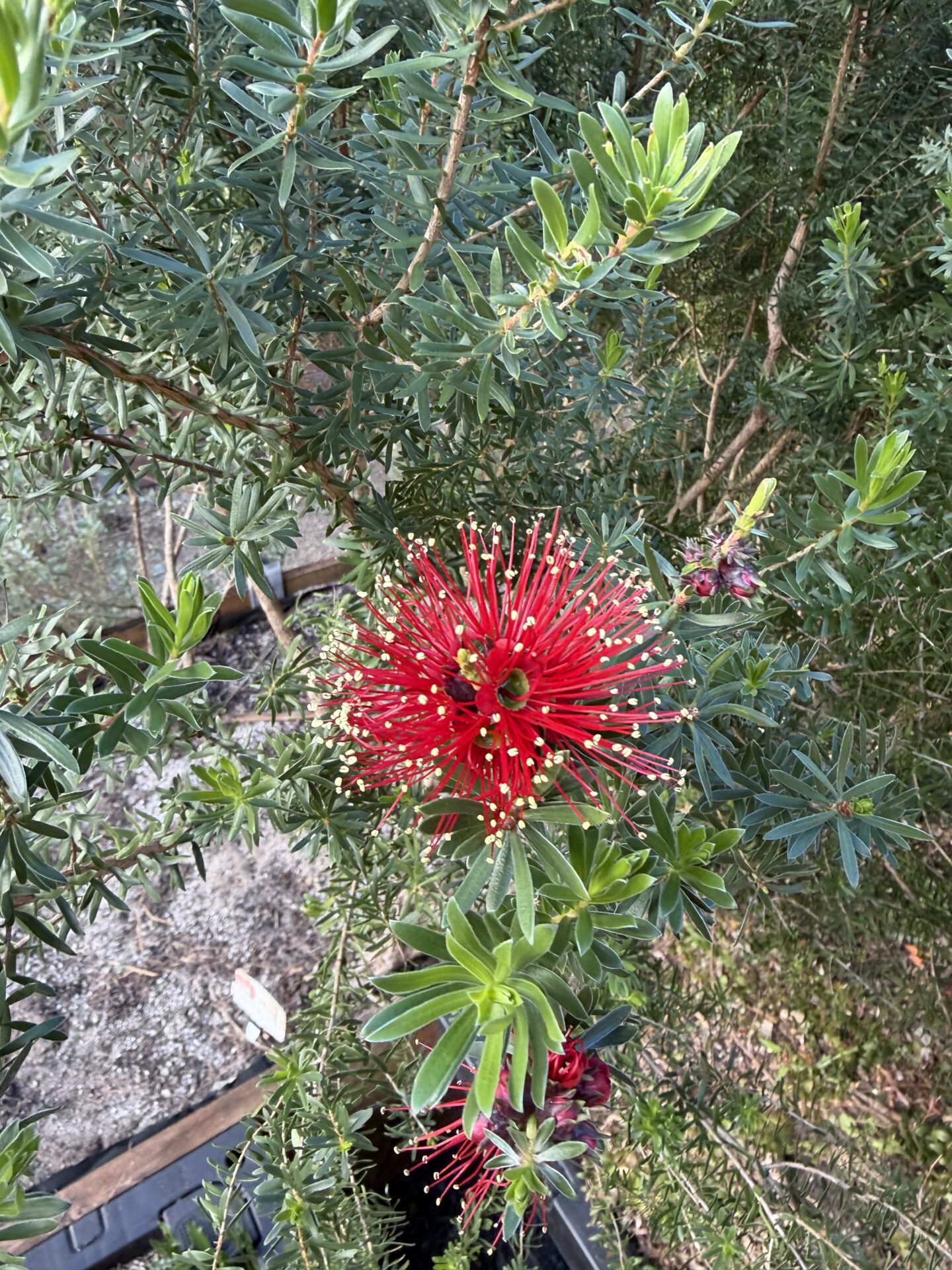 Kunzea baxteri - Mandy's Surprise - Image 2