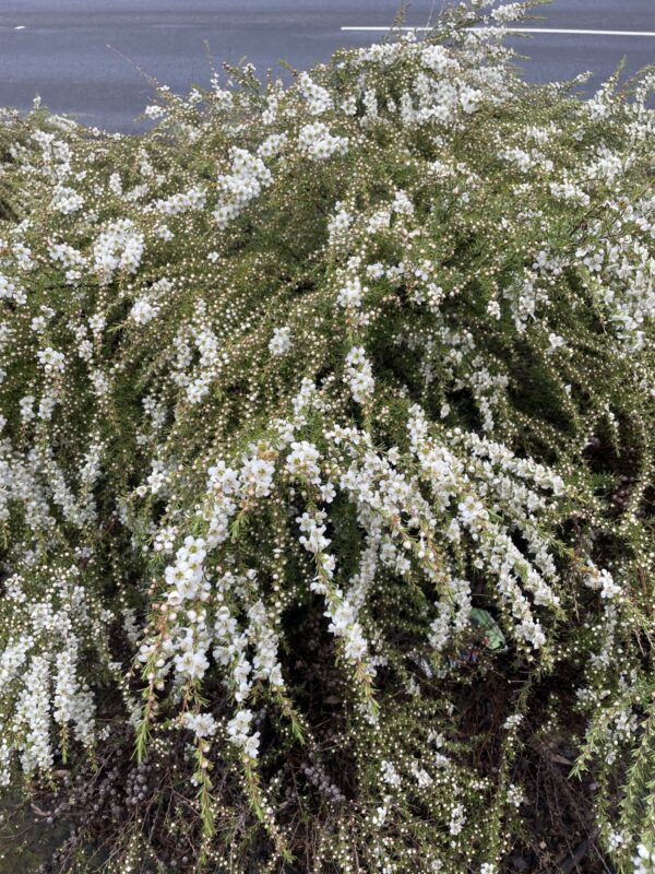 Leptospermum flavescens - Cardwell