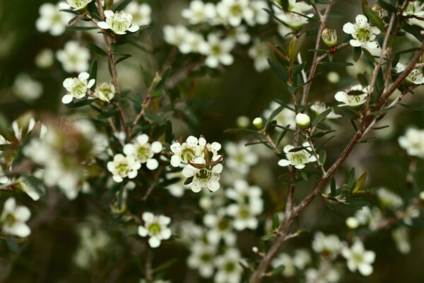 Leptospermum polygalifolium - Jelly Bush