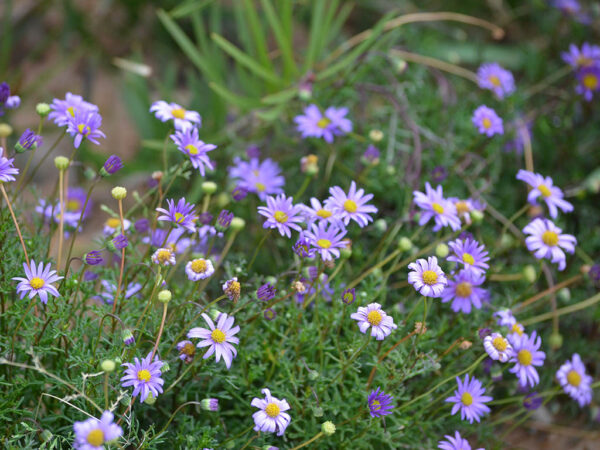 Brachyscome multifida - Native Daisy