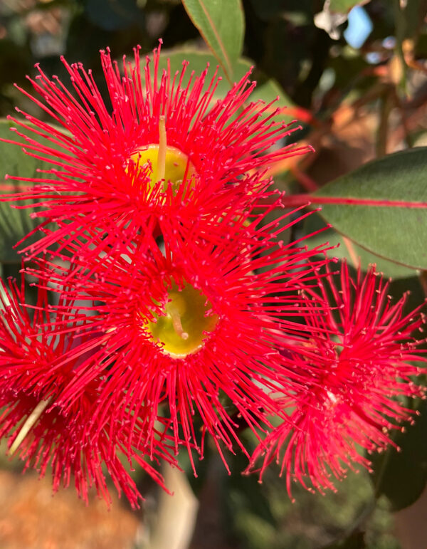 Corymbia ficifolia - Red Flowering Gum