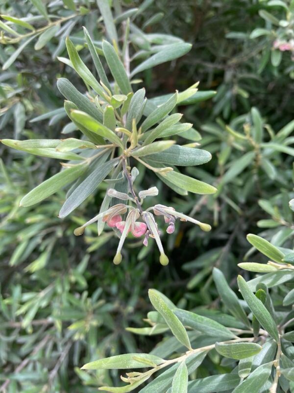 Grevillea arenaria - Sand Grevillea