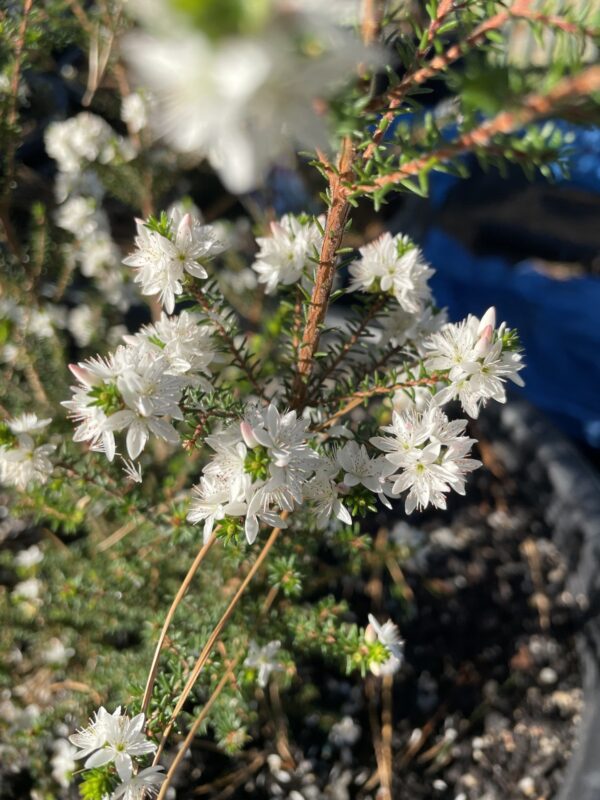 Calytrix alpestris - "Snow Myrtle"