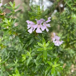 Westringia - Wynyabbie Gem Coastal Rosemary
