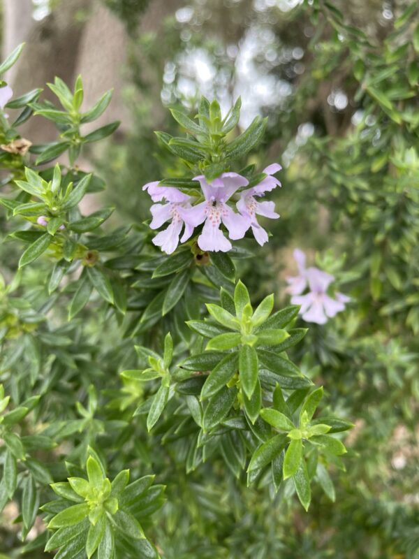 Westringia - Wynyabbie Gem Coastal Rosemary