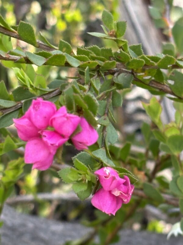 Boronia serrulata - Native Rose