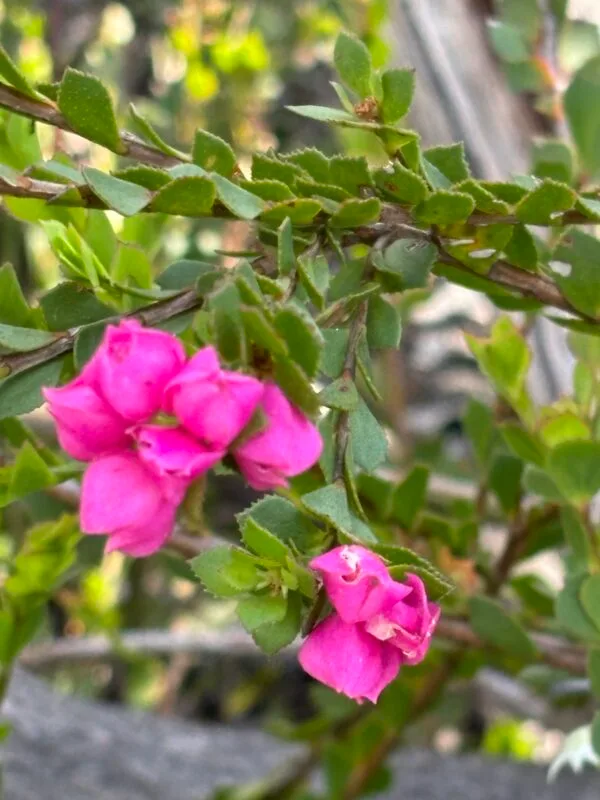 Boronia serrulata - Native Rose