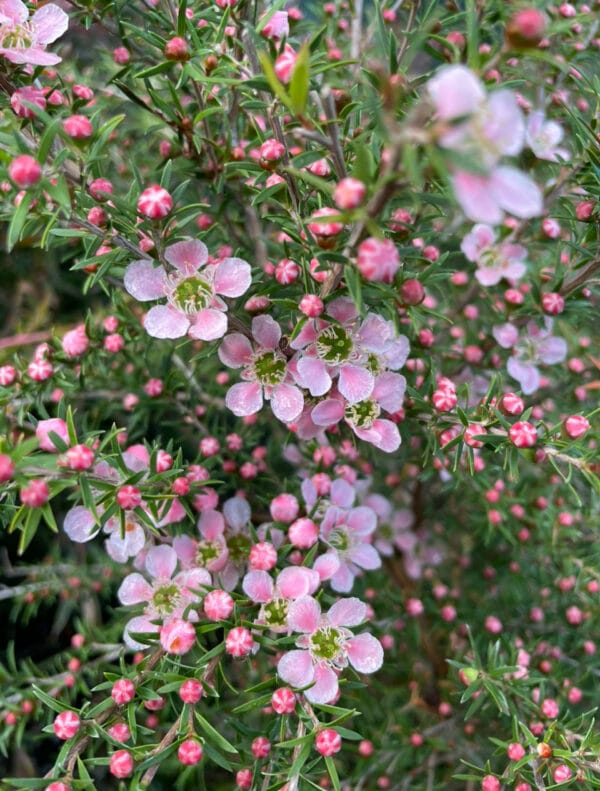 Leptospermum flavescens - Cardwell Pink