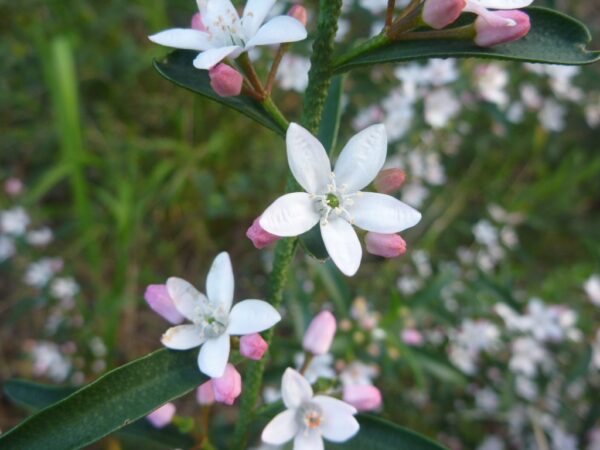 Philotheca myoporoides - Wax Flower