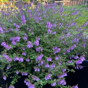 Prostanthera denticulata - Purple Haze