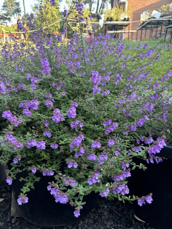 Prostanthera denticulata - Purple Haze