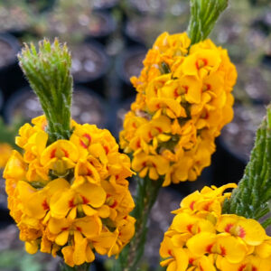 Dillwynia Floribunda - Showy Parrot Pea