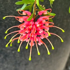 Grevillea Gin Gin Jewel