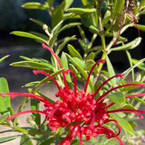 Grevillea speciosa - Red Spider Grevillea