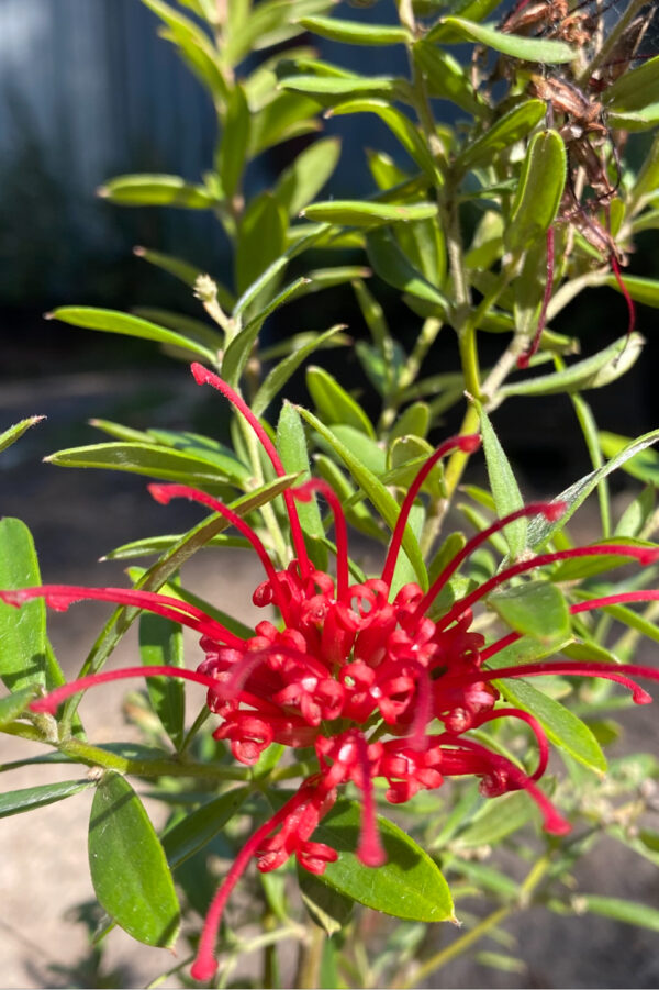 Grevillea speciosa - Red Spider Grevillea