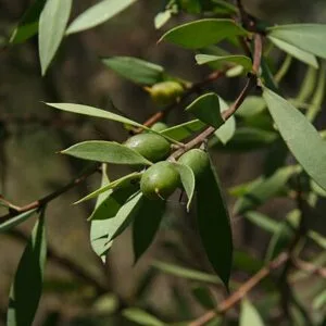 Persoonia lanceolata - Lance-Leaf Geebung