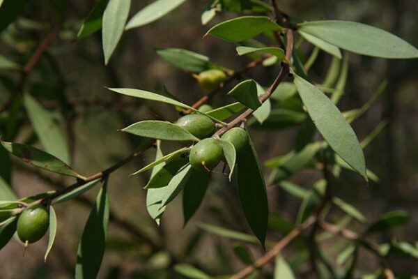 Persoonia lanceolata - Lance-Leaf Geebung