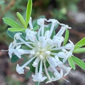 Pimelea linifolia - Rice Flower