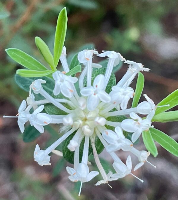 Pimelea linifolia - Rice Flower