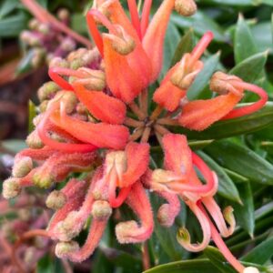 Grevillea Gin Gin Jewel