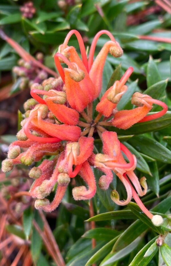 Grevillea Gin Gin Jewel